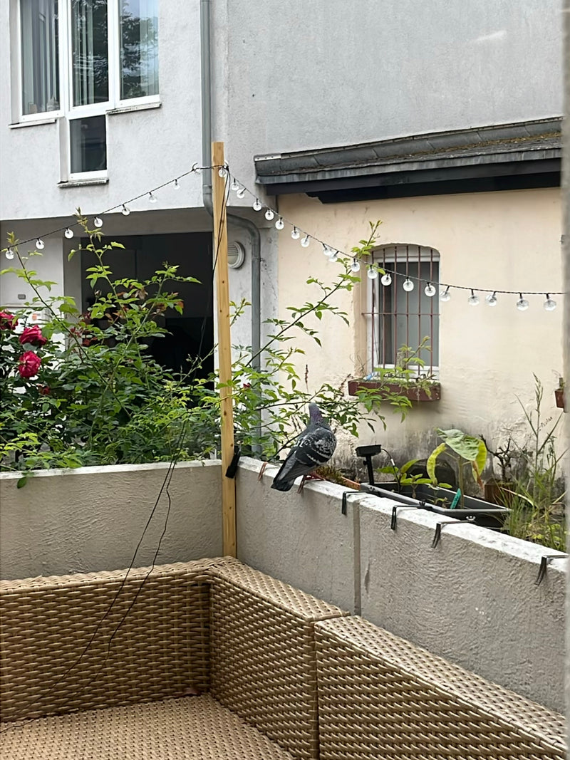 Straßentaube — Bild 4