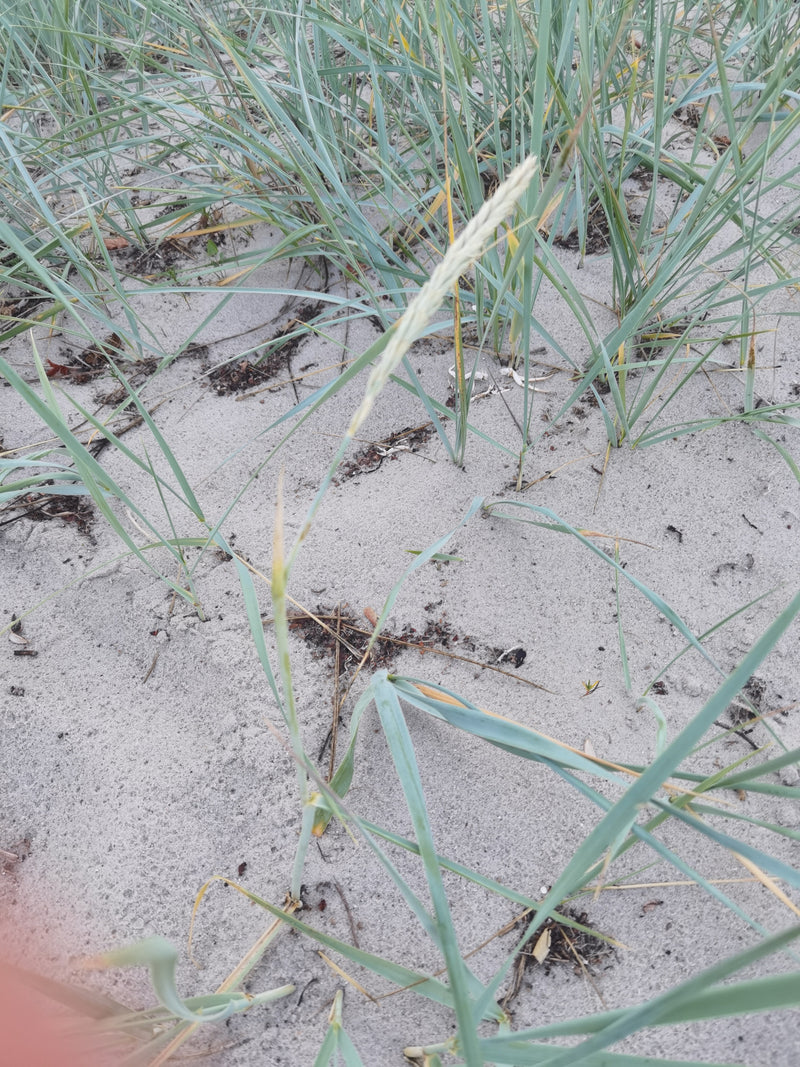 Strandhafer — Bild 4