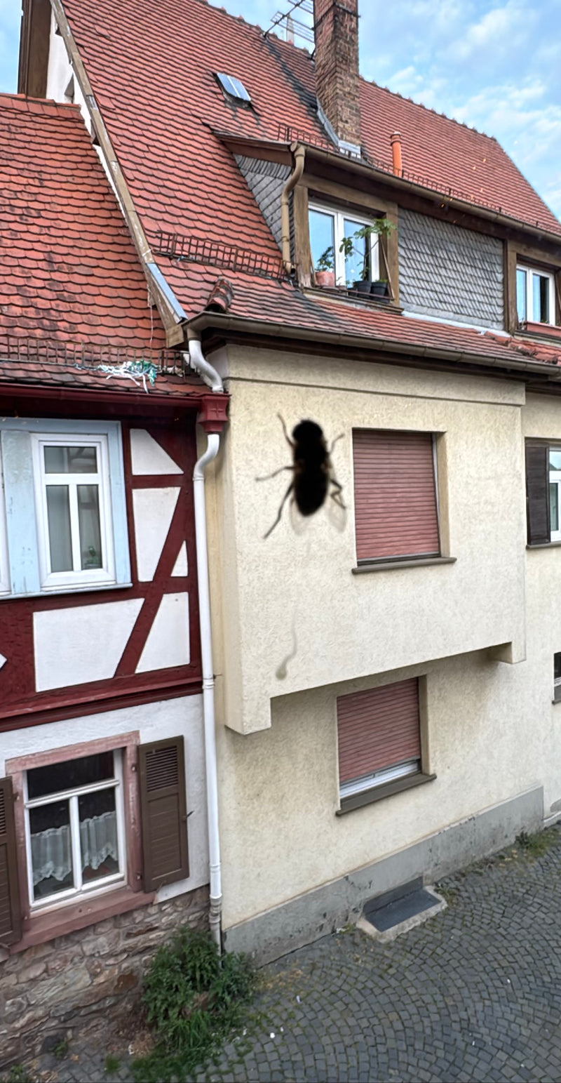 Große Stubenfliege — Bild 3