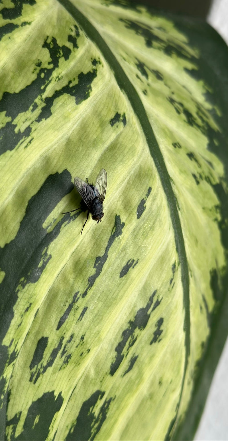 Große Stubenfliege — Bild 5