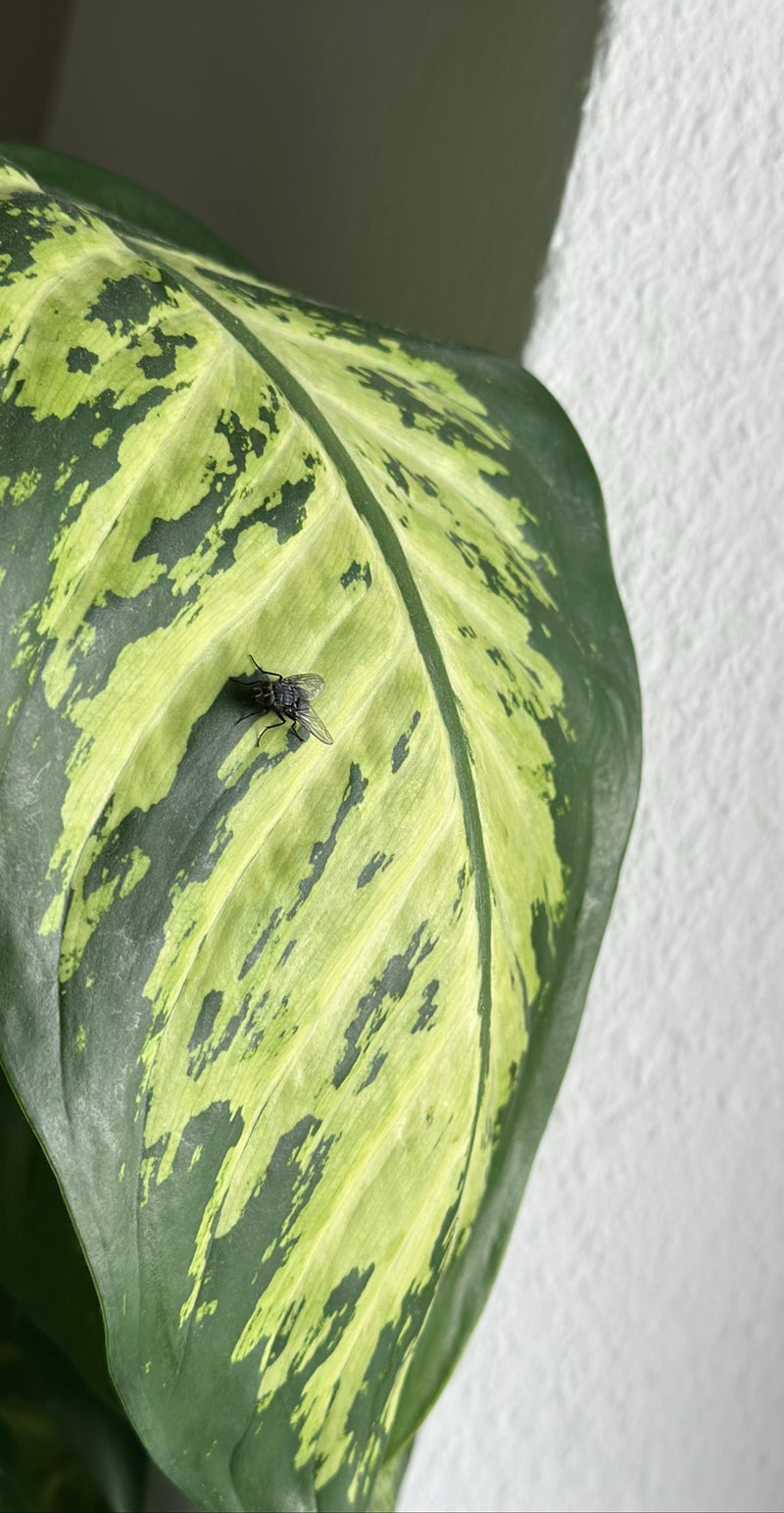 Große Stubenfliege — Bild 5