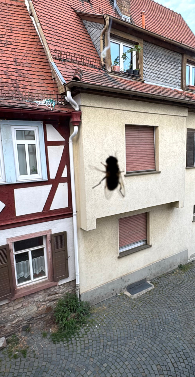 Große Stubenfliege — Bild 2