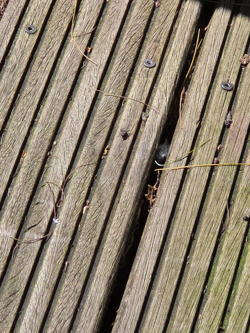 Große Stubenfliege — Bild 1