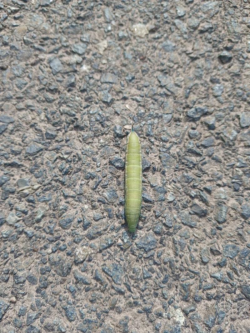 Auf dem Bild ist eine grüne Raupe des Taubenschwänzchens zu sehen, die auf einem dunklen Asphaltboden kriecht. Die Raupe ist vollständig abgebildet und zeigt...