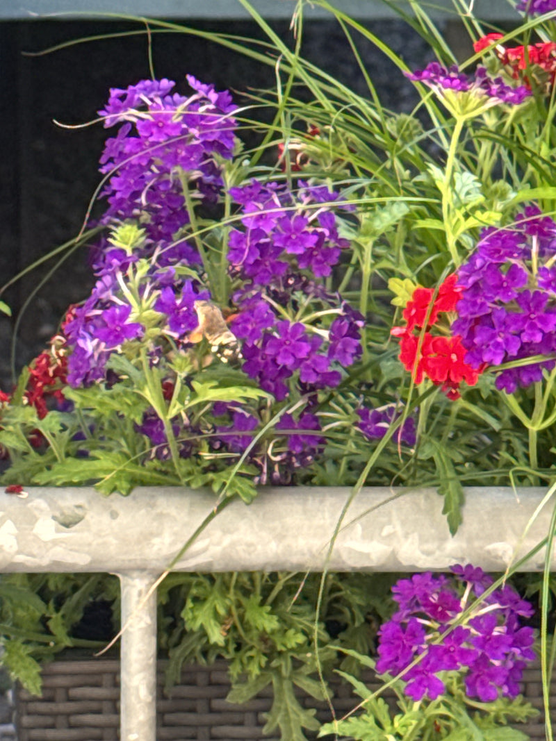 Ein Taubenschwänzchen schwebt im Flug vor violetten und roten Blüten und saugt Nektar. Die Szene zeigt das Insekt in einer natürlichen Umgebung vor einem Bal...
