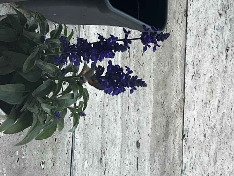 Taubenschwänzchen — Bild 2