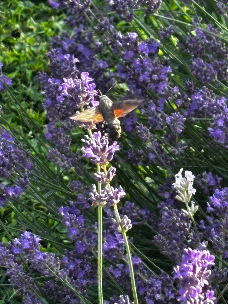 Ein Taubenschwänzchen fliegt vor violetten Lavendelblüten und saugt im Schwirrflug Nektar. Die typischen Flügel und der Körper des Falters sind gut zu erkennen.