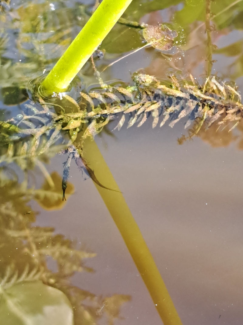Ein kleiner Teichmolch schwimmt im flachen Wasser zwischen Wasserpflanzen. Er ist gut erkennbar im natürlichen Gewässer.