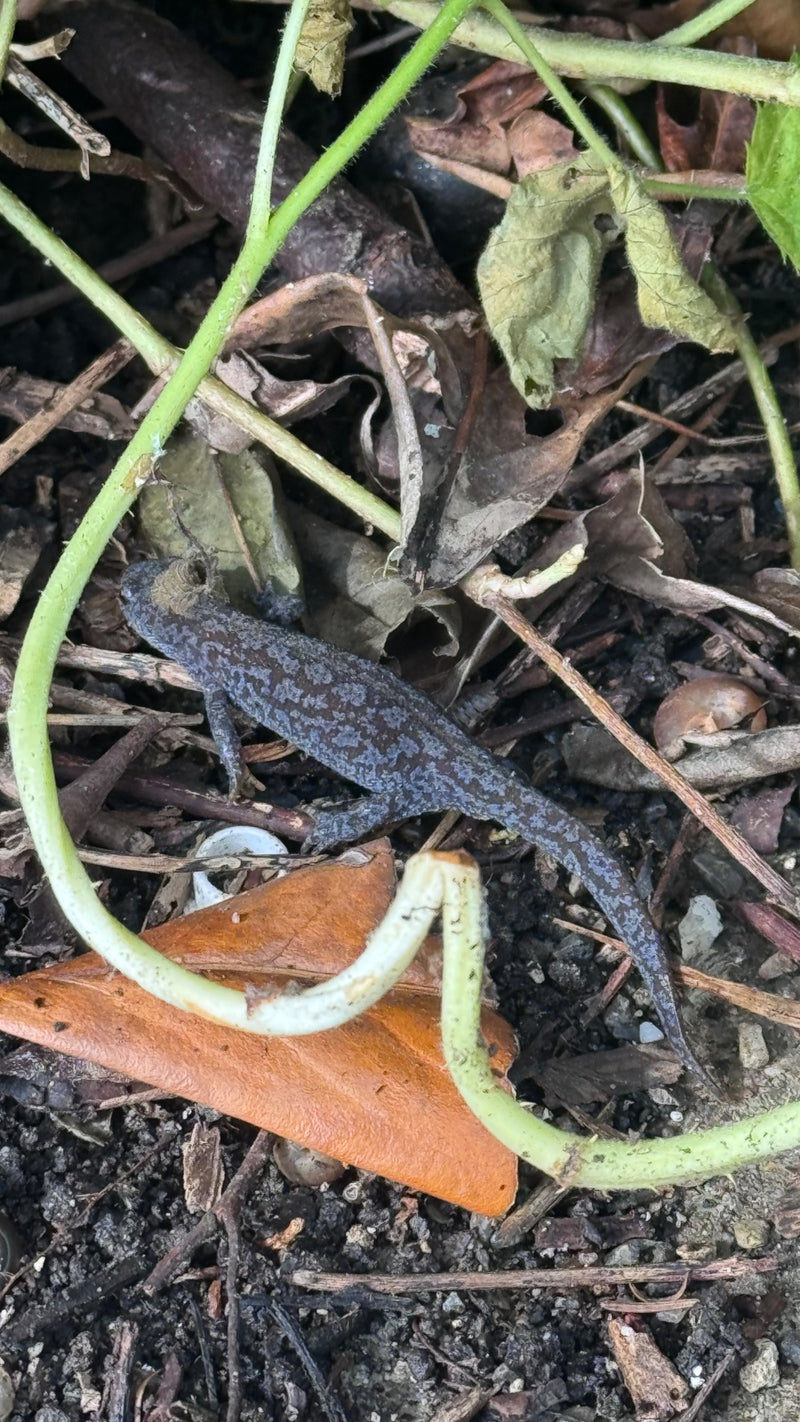 Ein erwachsener Teichmolch sitzt auf Waldboden zwischen trockenem Laub und Ästen. Er ist von oben gut zu erkennen.