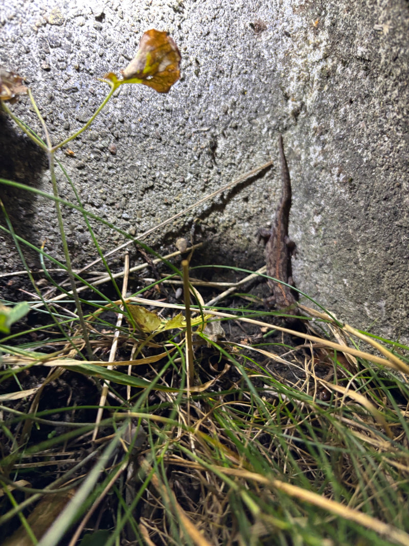 Ein Teichmolch sitzt an einer rauen Steinmauer nahe am Boden im Gras. Das Tier ist in einer Nahaufnahme gut zu erkennen.