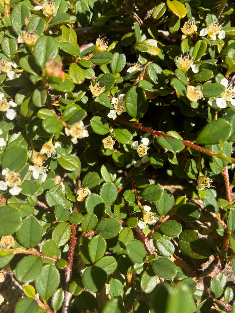 Teppich-Zwergmispel — Bild 2