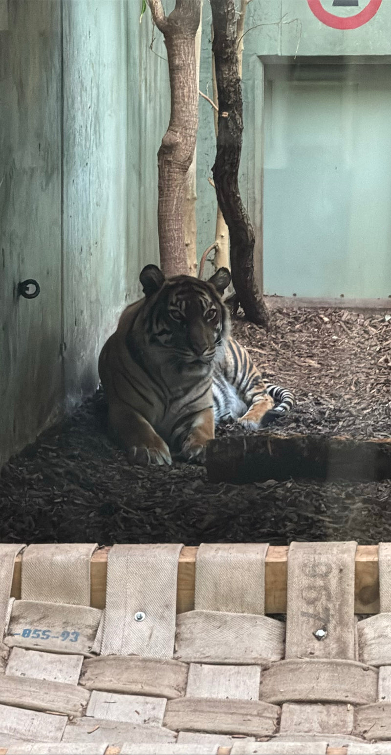 Tiger — Bild 1