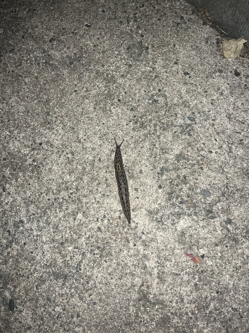 Auf dem Foto ist ein Tigerschnegel zu sehen, der langsam über den grauen Boden kriecht. Die typische Musterung der Nacktschnecke ist gut erkennbar.