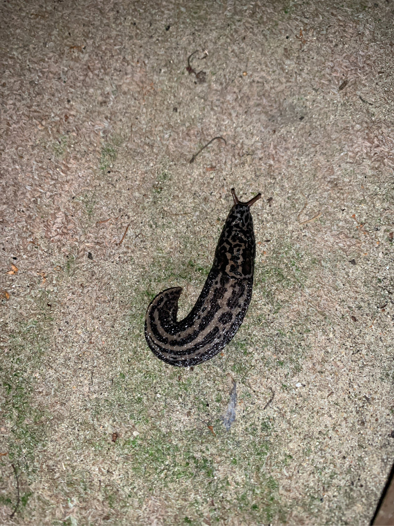 Auf dem Bild ist ein Tigerschnegel von oben zu sehen, der auf einem hellen Untergrund kriecht. Seine typische Flecken- und Streifenzeichnung ist gut erkennbar.