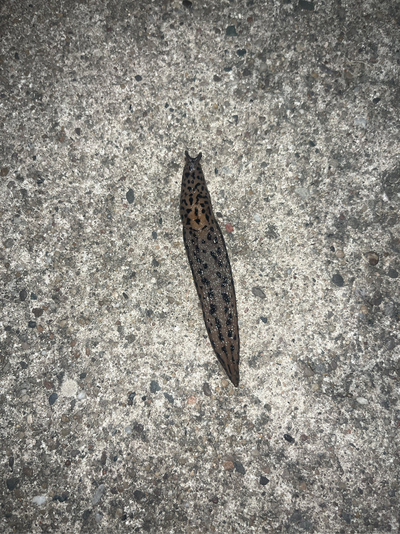 Ein Tigerschnegel kriecht von oben gesehen über einen hellen Steinboden. Die typische Tigerzeichnung auf dem Körper ist gut erkennbar.