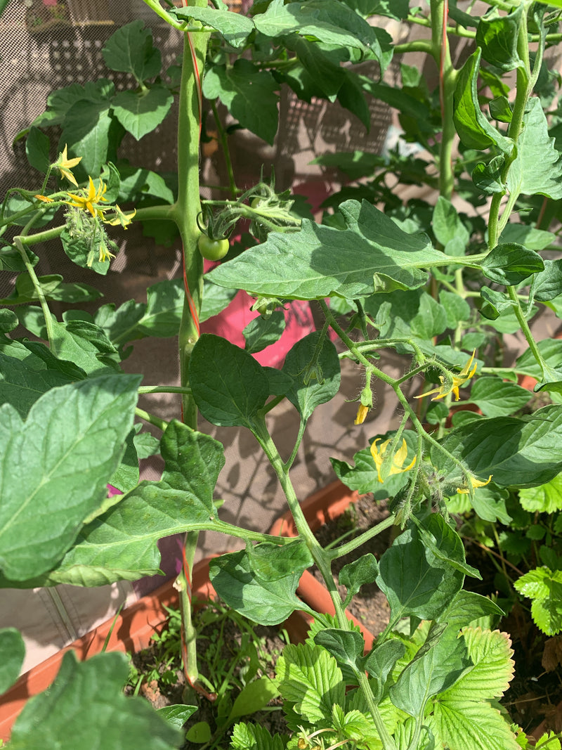 Tomaten — Bild 4