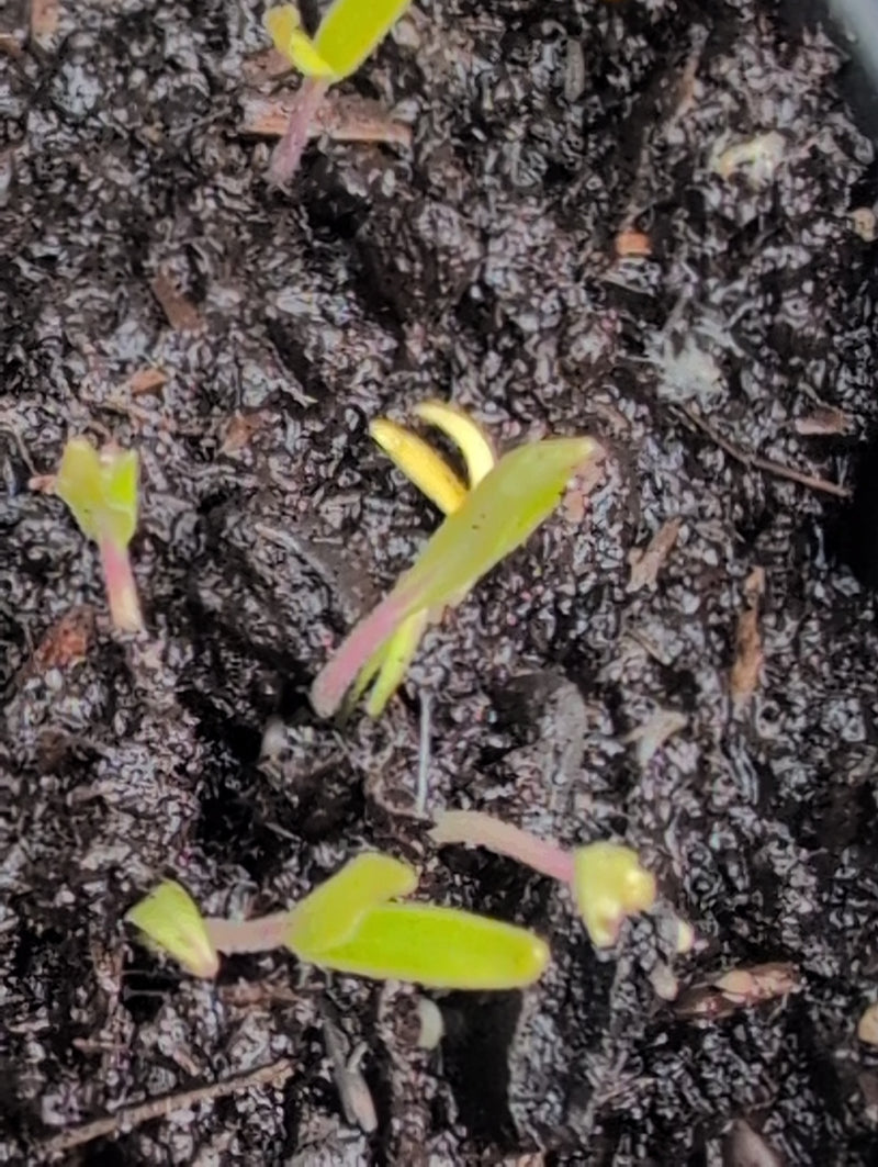 Tomaten — Bild 3