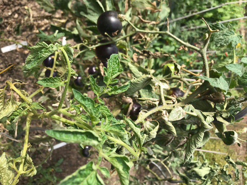 Tomaten — Bild 3