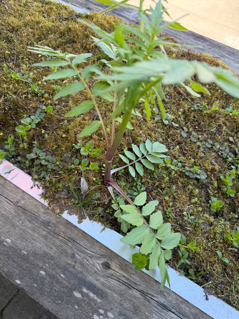 Tomaten — Bild 5