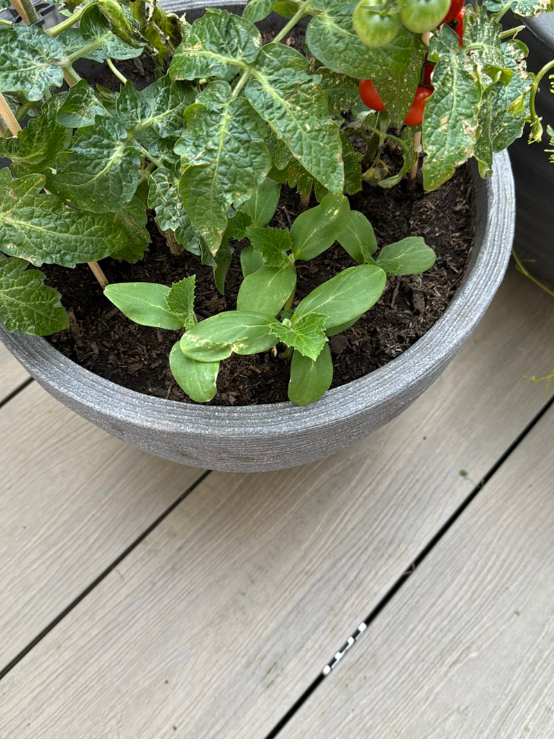 Auf dem Bild ist eine Tomatenpflanze mit grünen und roten Früchten in einem Pflanztopf zu sehen. Die Aufnahme zeigt die Pflanze von oben.