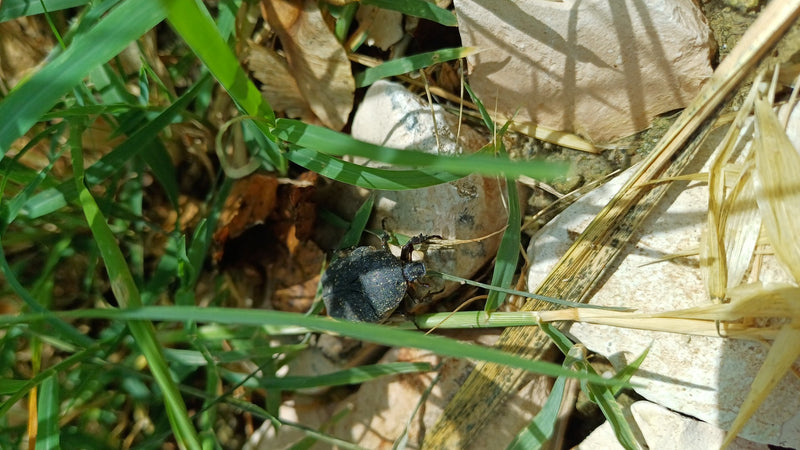 Trauer-Rosenkäfer — Bild 4
