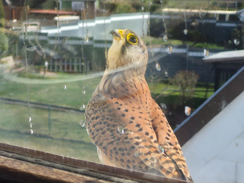 Turmfalke — Bild 2