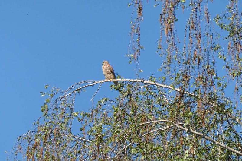 Turmfalke — Bild 1