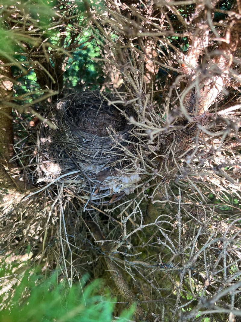 Vögel — Bild 1 von 11