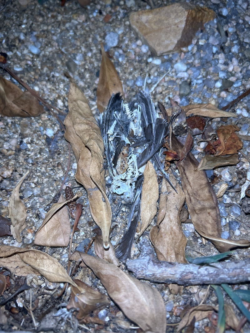 Vögel — Bild 3 von 11