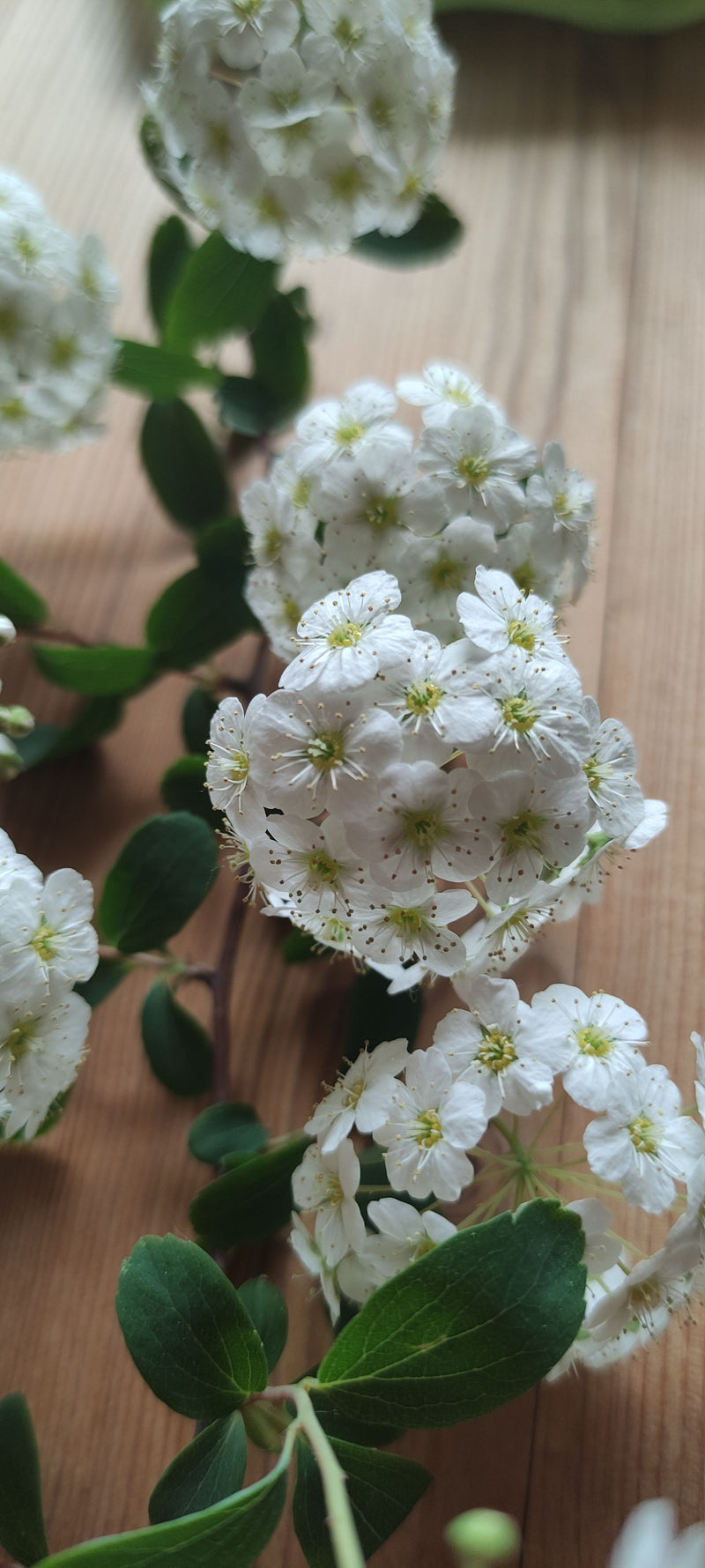 Vanhoutte-Spierstrauch — Bild 3