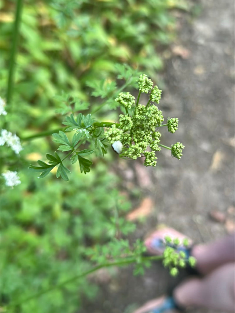 Veränderliche Krabbenspinne — Bild 4