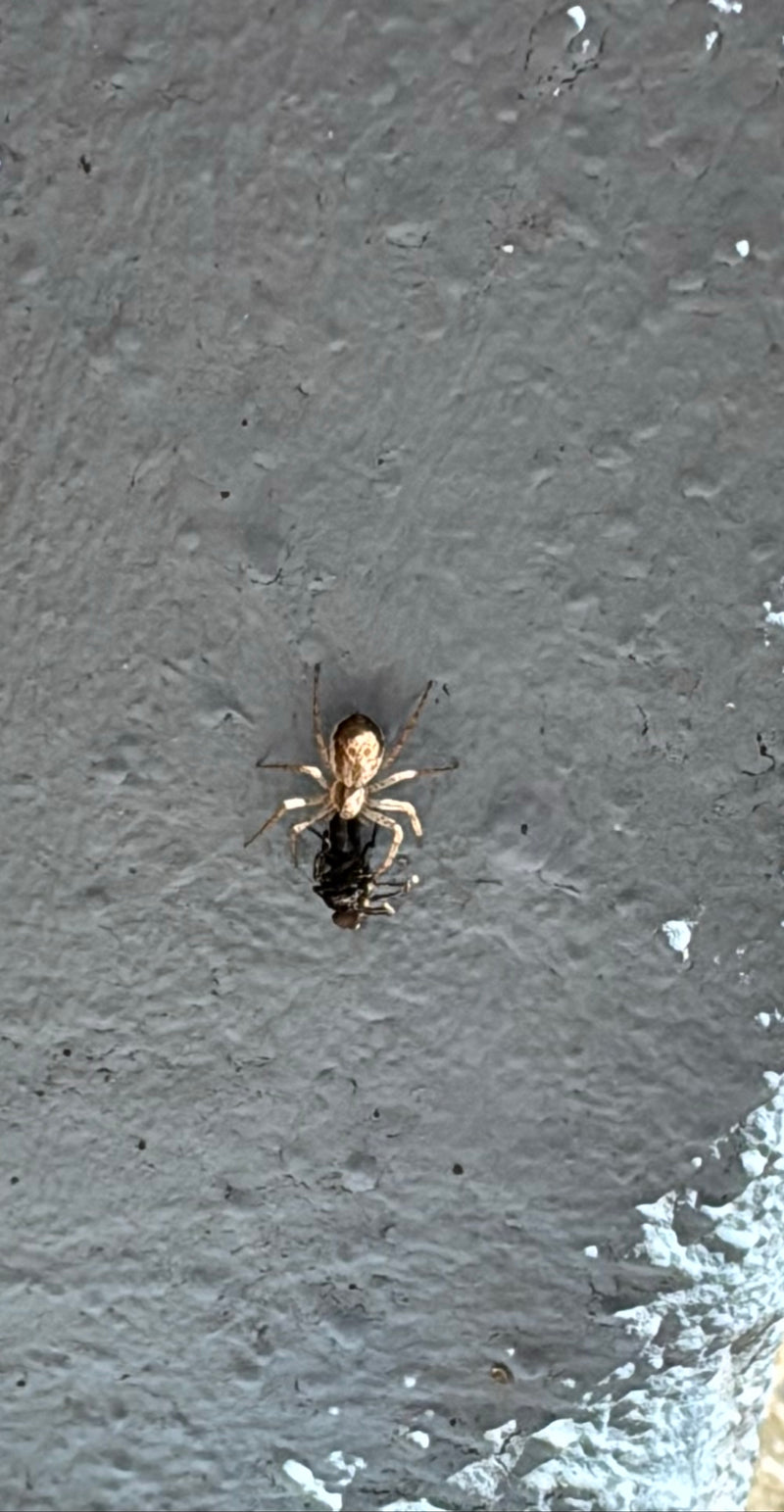 Veränderliche Krabbenspinne — Bild 3