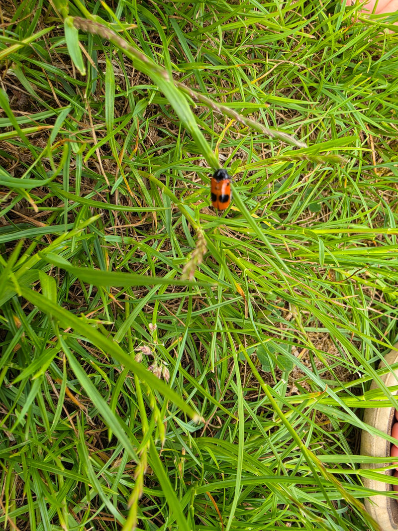 Vierpunkt-Käfer — Bild 2