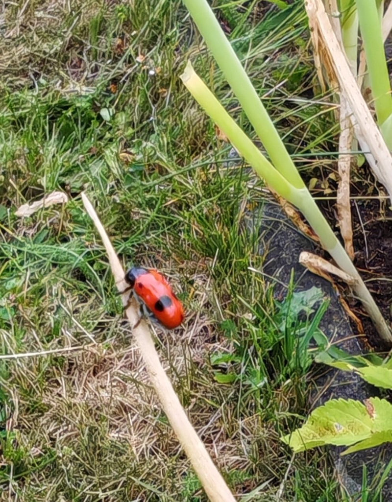 Ein Vierpunkt-Käfer sitzt auf einem dürren Halm inmitten von Gras und Vegetation. Seine roten Flügeldecken mit den charakteristischen schwarzen Punkten sind ...