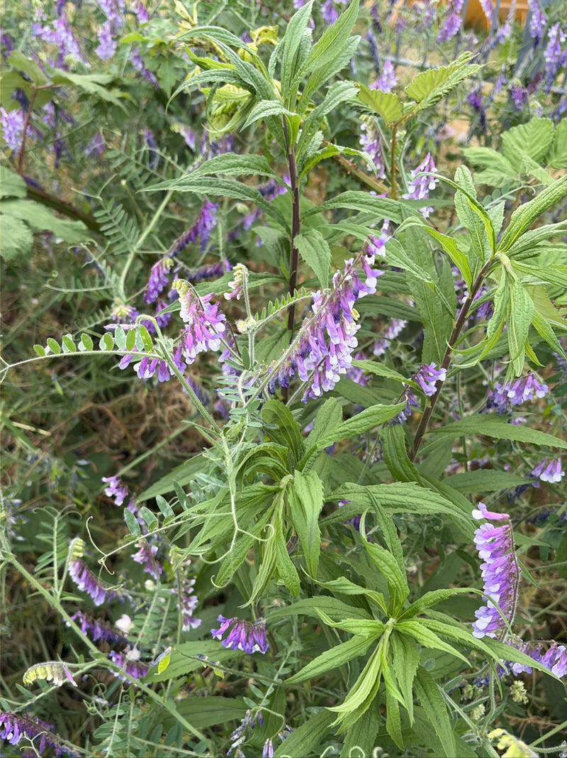 Vogel-Wicke — Bild 3