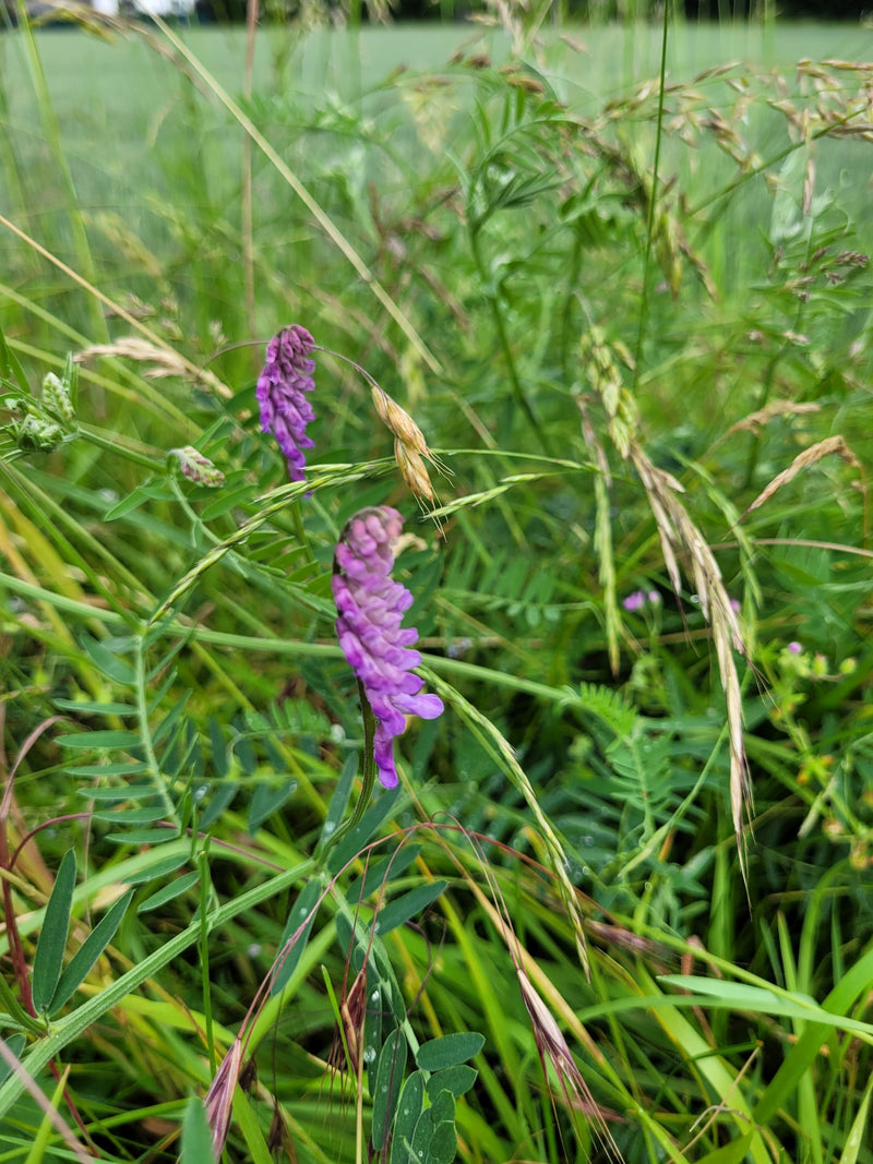 Vogel-Wicke — Bild 4
