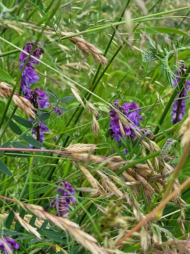 Vogel-Wicke — Bild 2