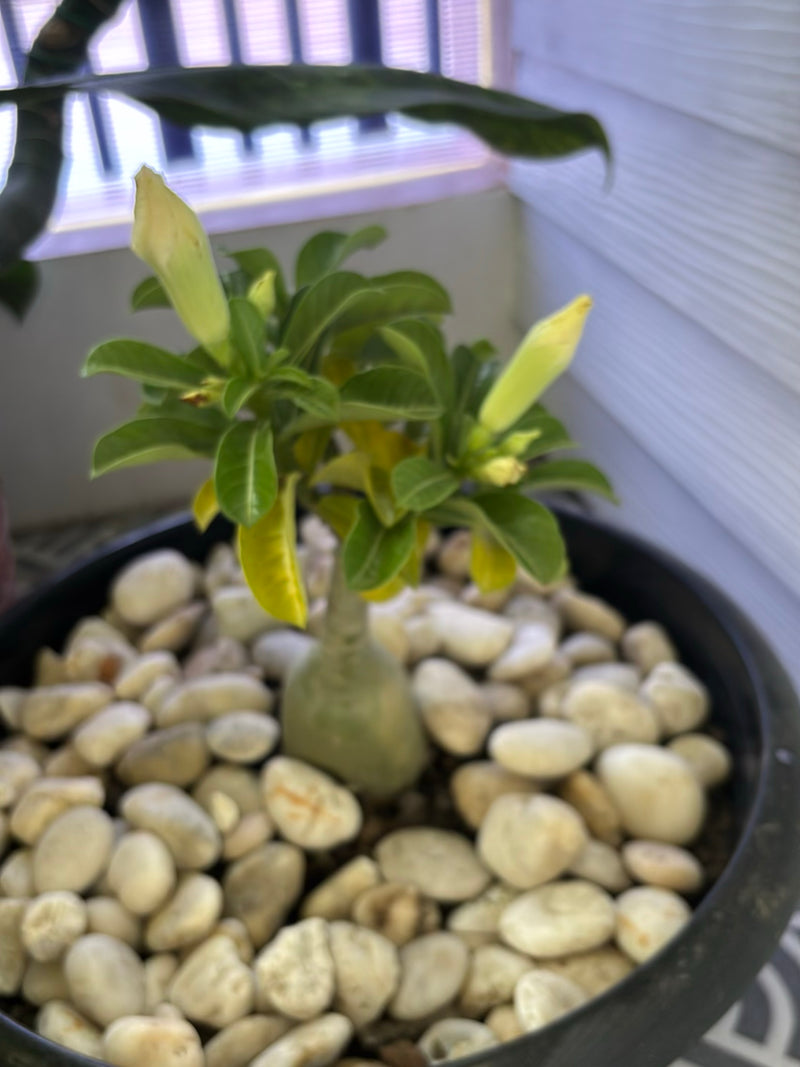 Wuestenrose — Bild 5