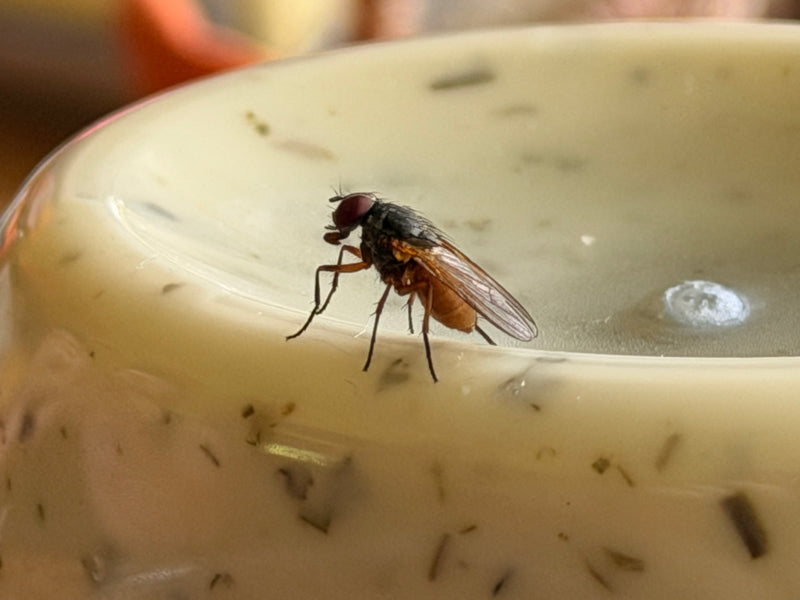 Gemeine Stechfliege — Bild 3