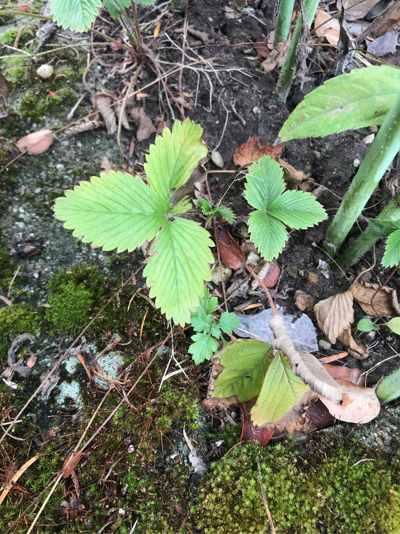 Erdbeeren — Bild 2