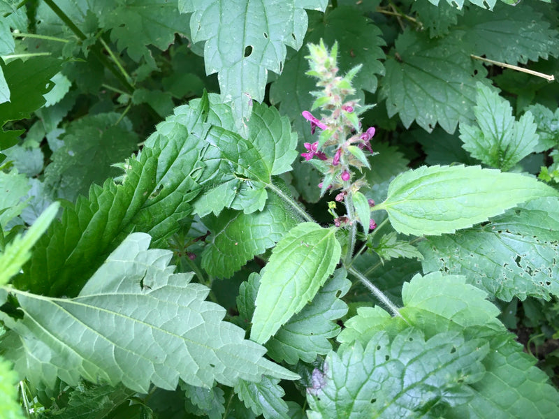 Wald-Ziest — Bild 1