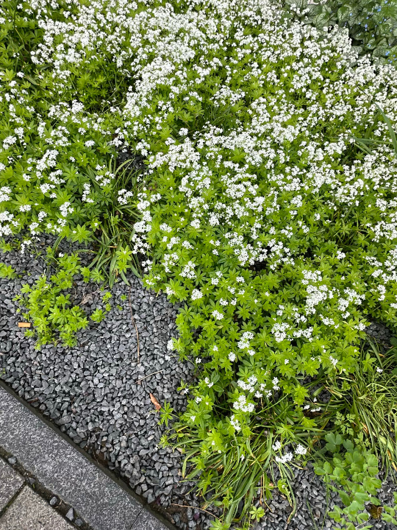 Waldmeister — Bild 1