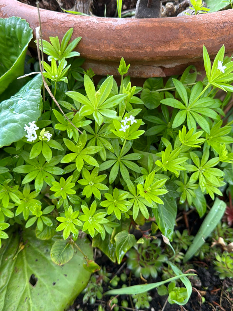 Waldmeister — Bild 5
