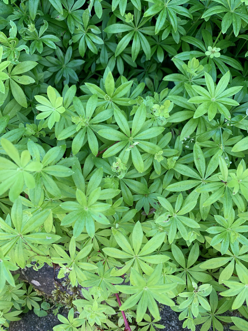Waldmeister — Bild 4