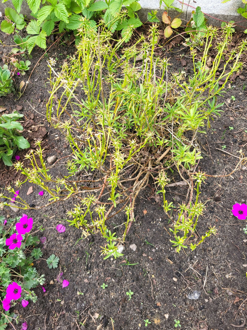 Waldmeister — Bild 2
