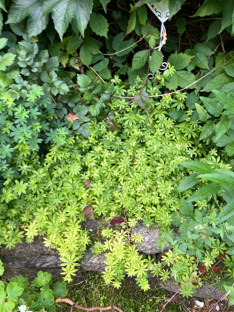 Waldmeister — Bild 1