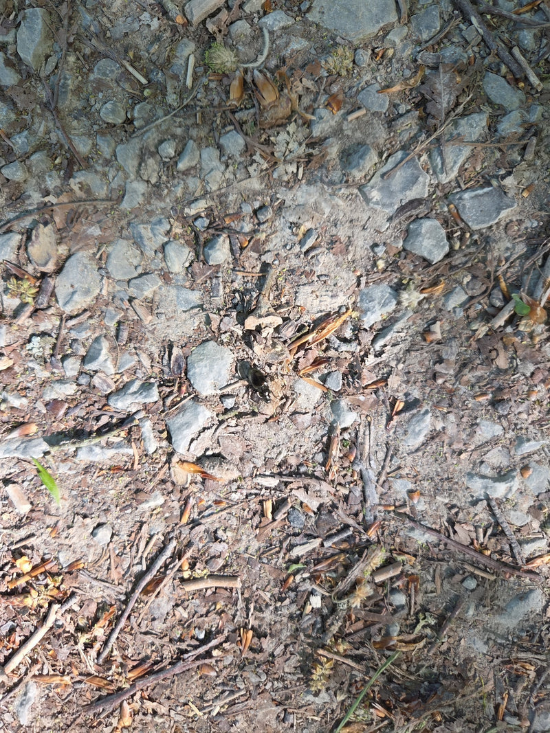 Waldmistkäfer — Bild 2