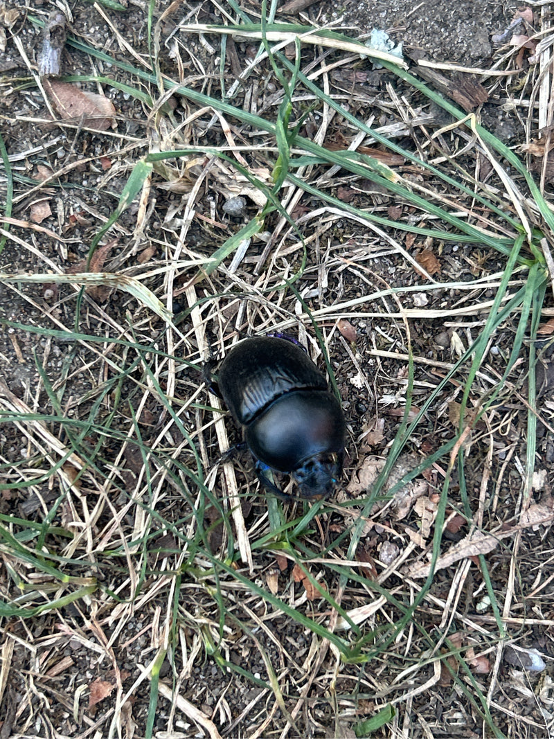 Auf dem Foto ist ein Waldmistkäfer von oben zu sehen, der auf dem Waldboden zwischen Gras und trockenem Holz krabbelt. Das Insekt hat einen glänzenden schwar...