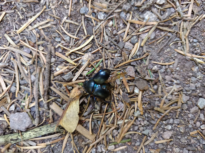 Waldmistkäfer — Bild 5