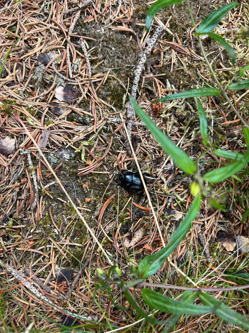 Waldmistkäfer — Bild 1
